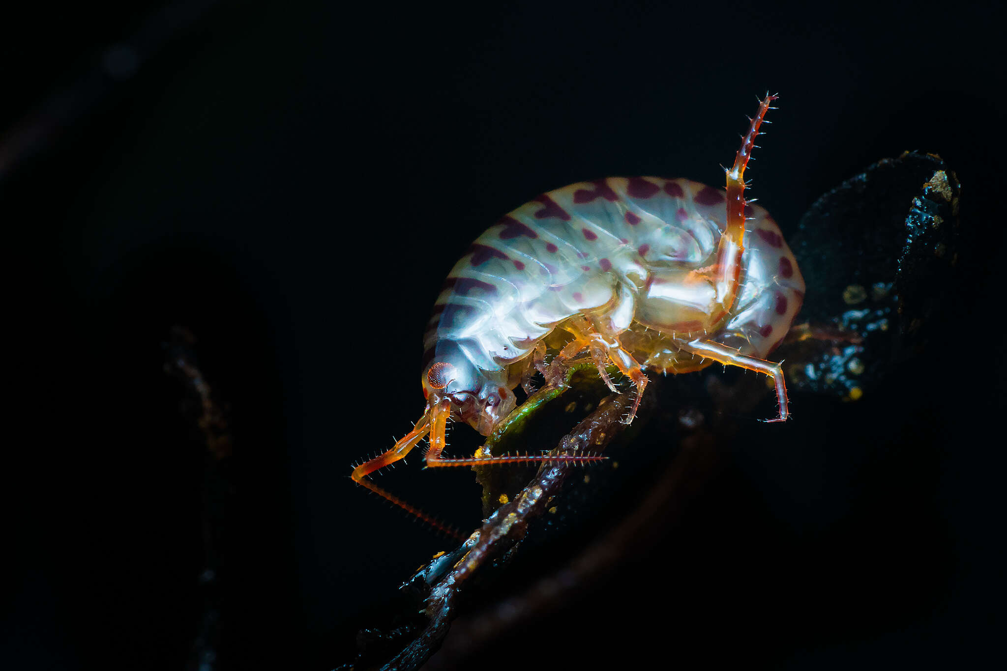 Talitroides topitotum (Burt 1934)的圖片