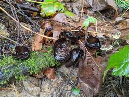 Imagem de Pseudoplectania vogesiaca Seaver 1928