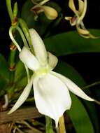 Image de Angraecum leonis (Rchb. fil.) André