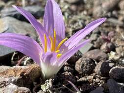 Image of Colchicum filifolium (Cambess.) Stef.