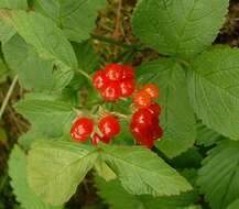 Image of Stone Bramble