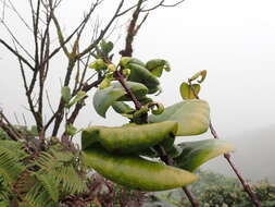 Image of Round-Leaf Melicope