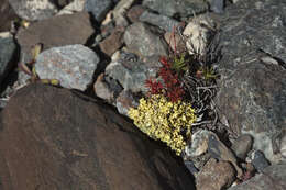 Image of Rhodiola quadrifida (Pallas) Fischer & Meyer