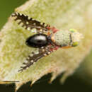 صورة Valentibulla californica (Coquillett 1894)