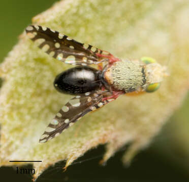 صورة Valentibulla californica (Coquillett 1894)