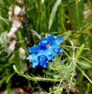 Image of Blue Lechenaultia