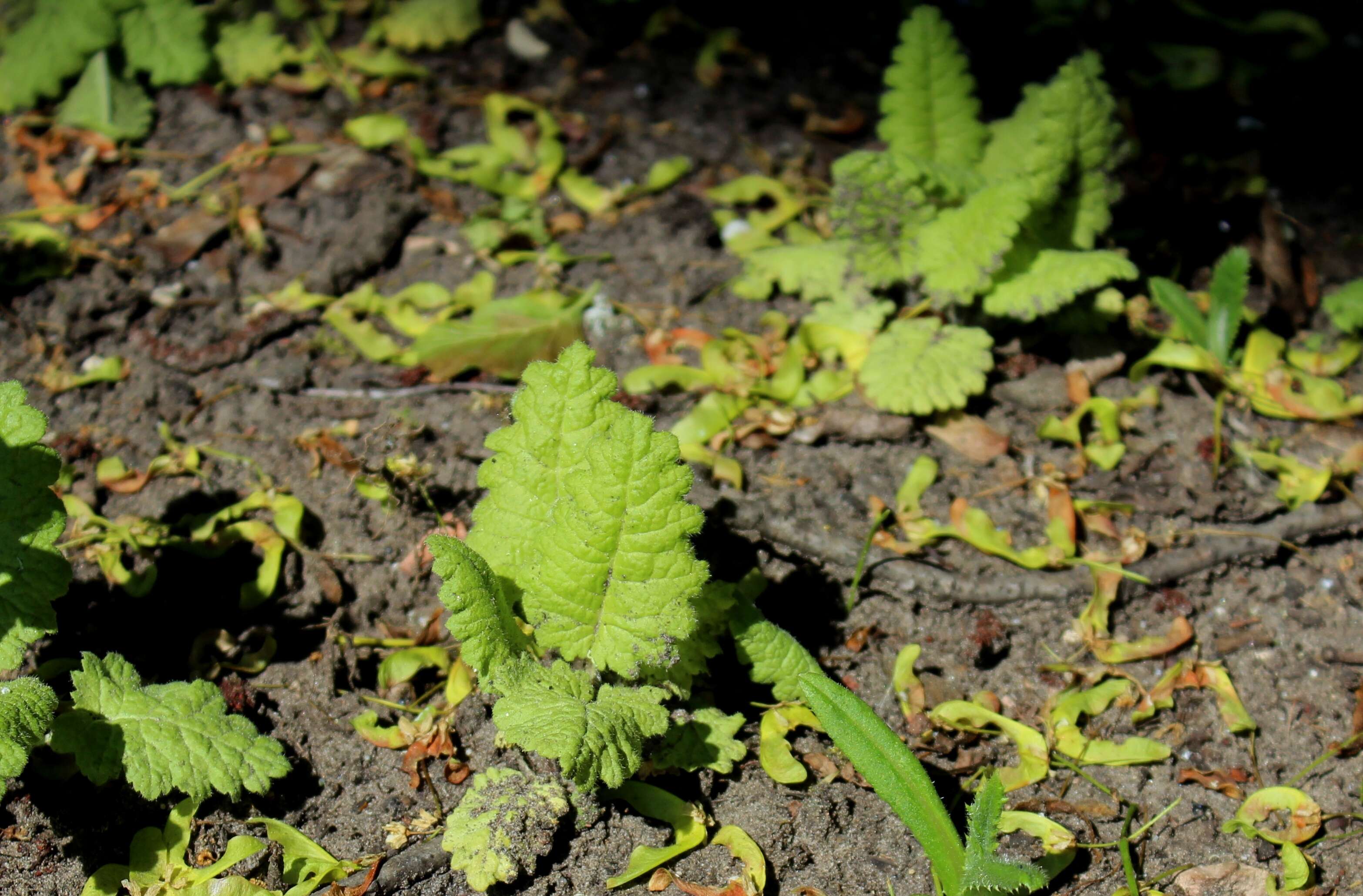 Image of Primula sieboldii E. Morren