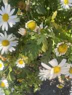 Image of Argyranthemum callichrysum subsp. gomerensis (Humphries) O. W. White