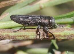 Image of Chrysobothris beyeri Schaeffer 1904