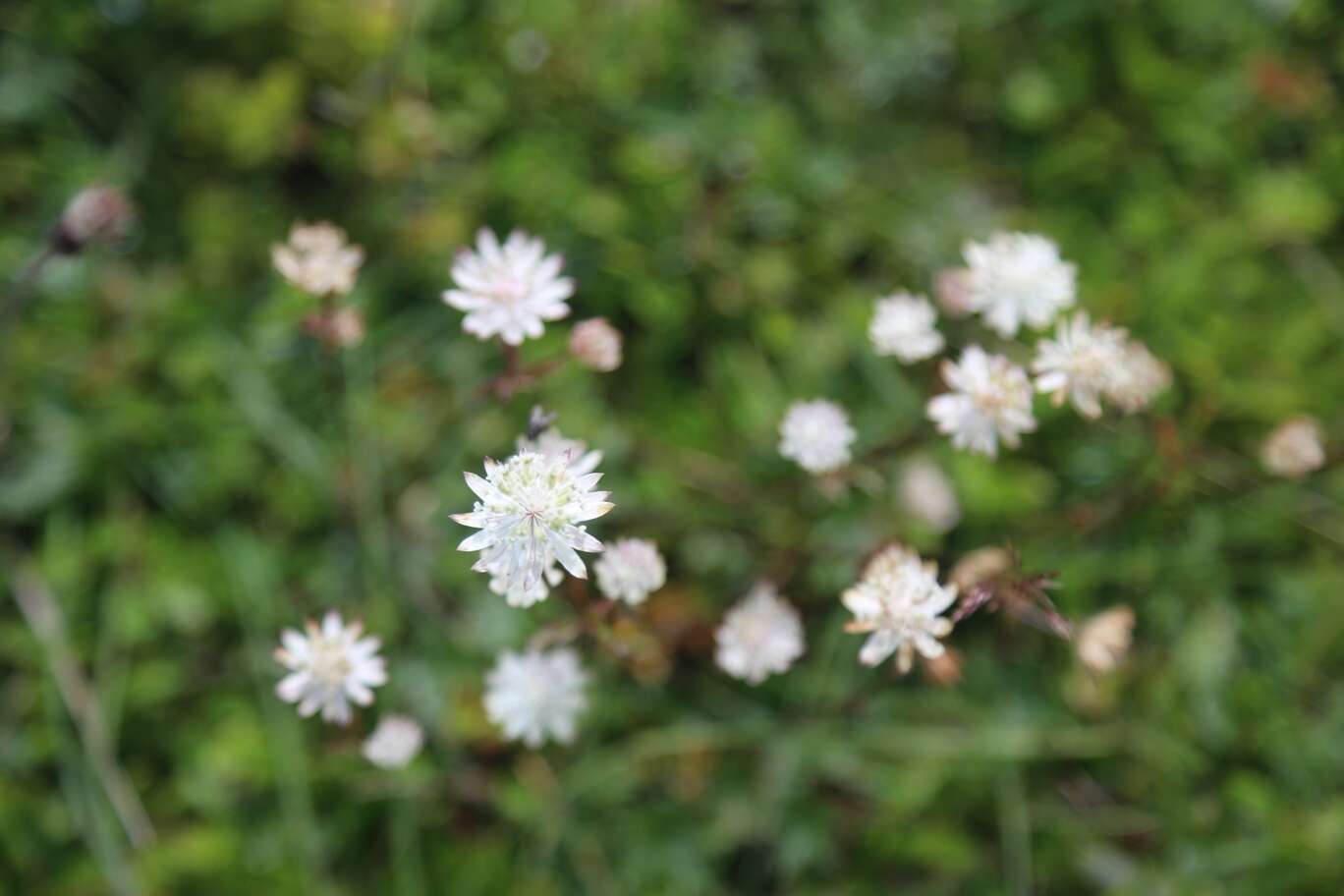 Imagem de Astrantia bavarica F. W. Schultz