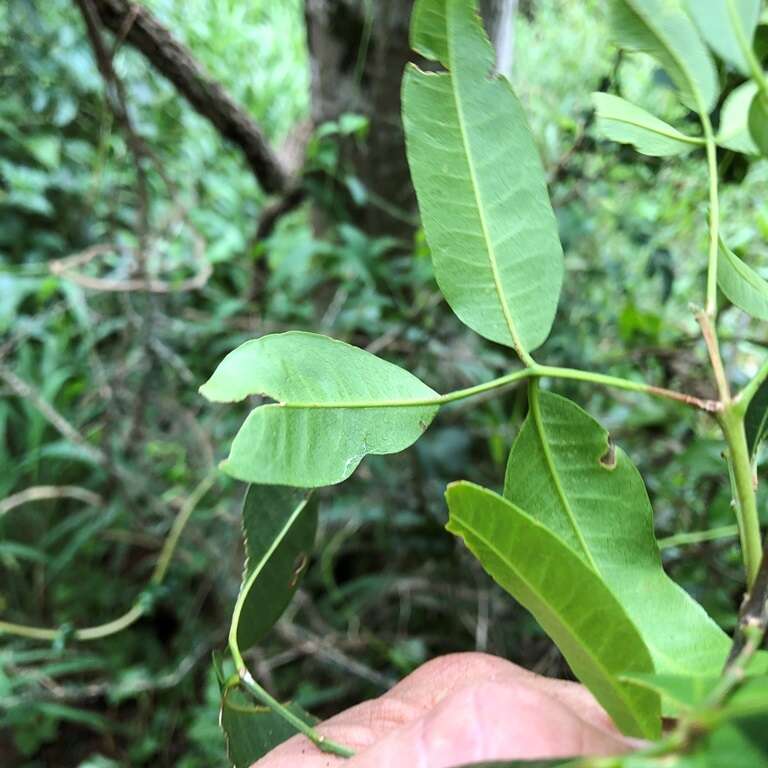 Image of Dinosperma erythrococcum (F. Müll.) T. G. Hartley