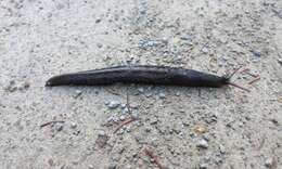 Image of ash-black slug