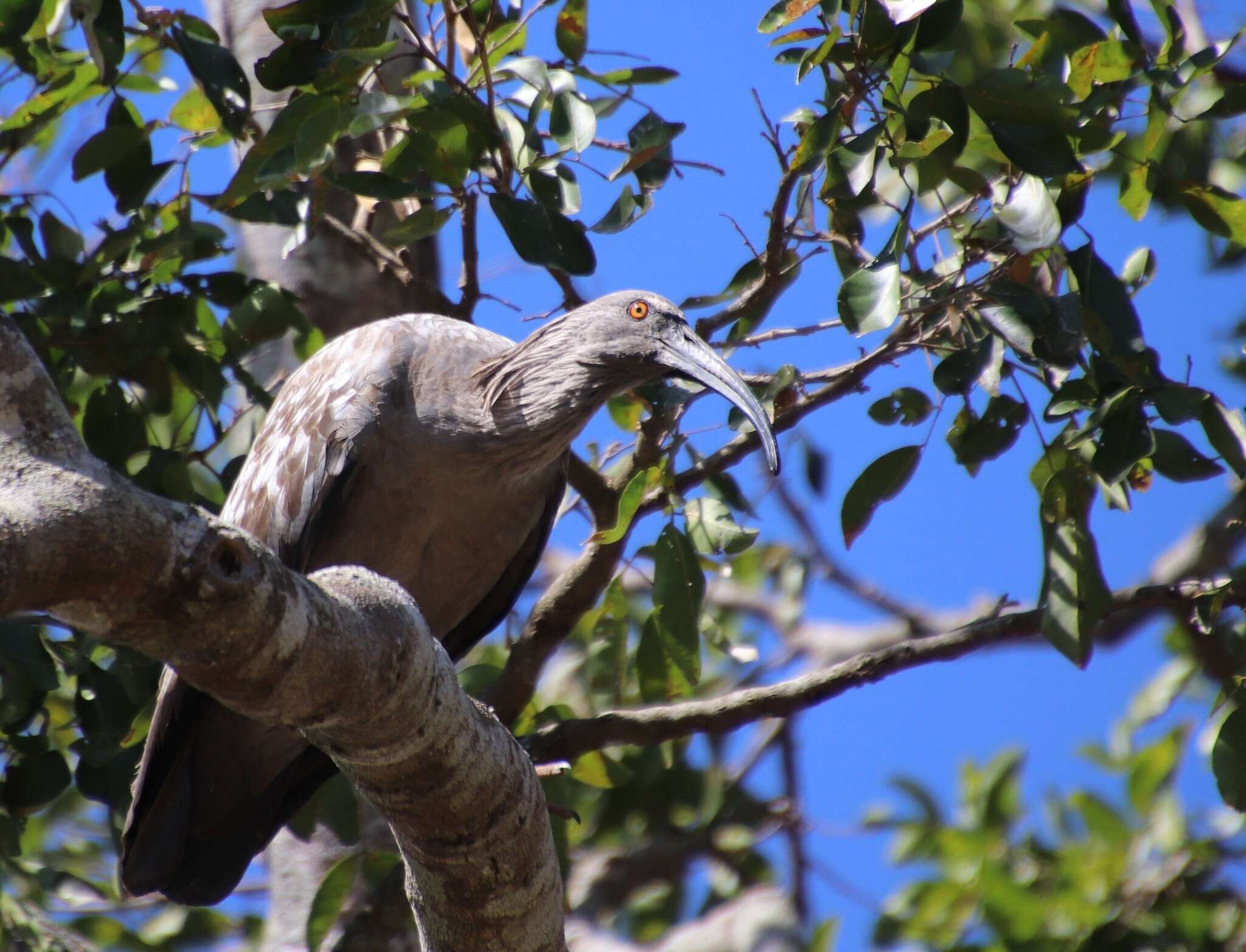 Image of Plumbeous Ibis