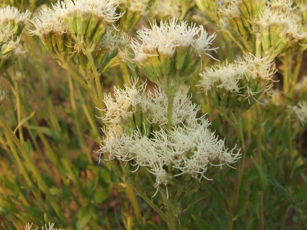 Image of Stomatanthes