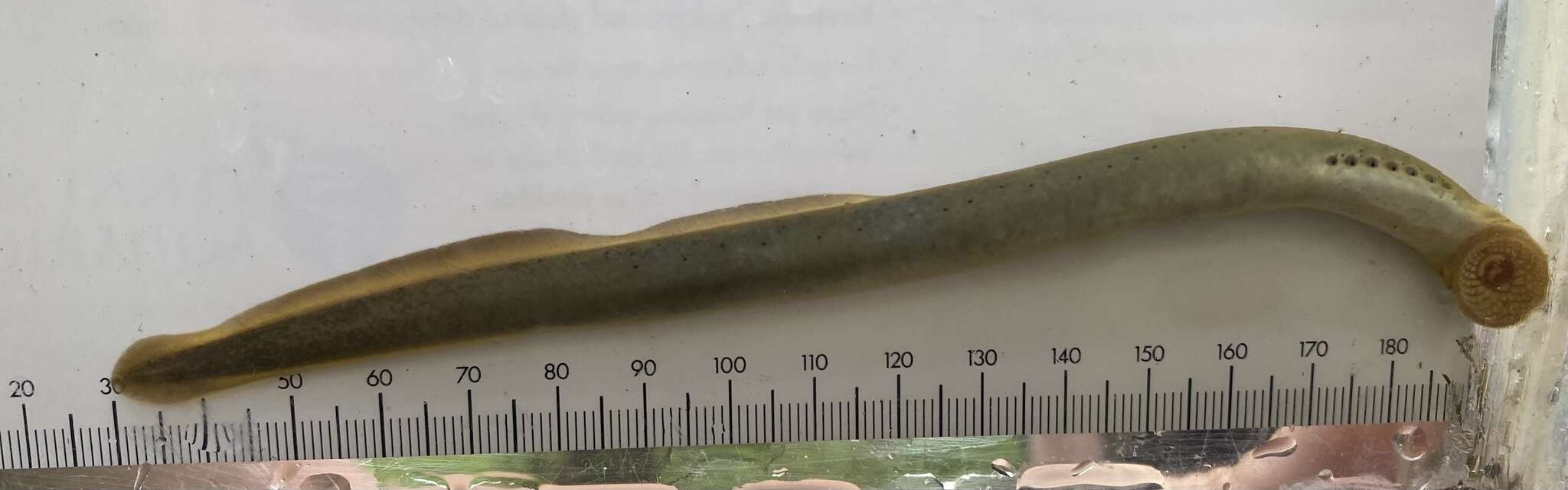 Image of Ohio lamprey