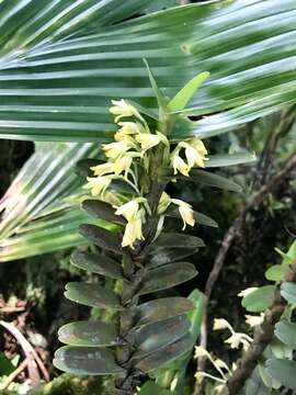 Image of Maxillaria fragrans J. T. Atwood