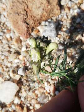 Image of Linaria buriatica Turcz.