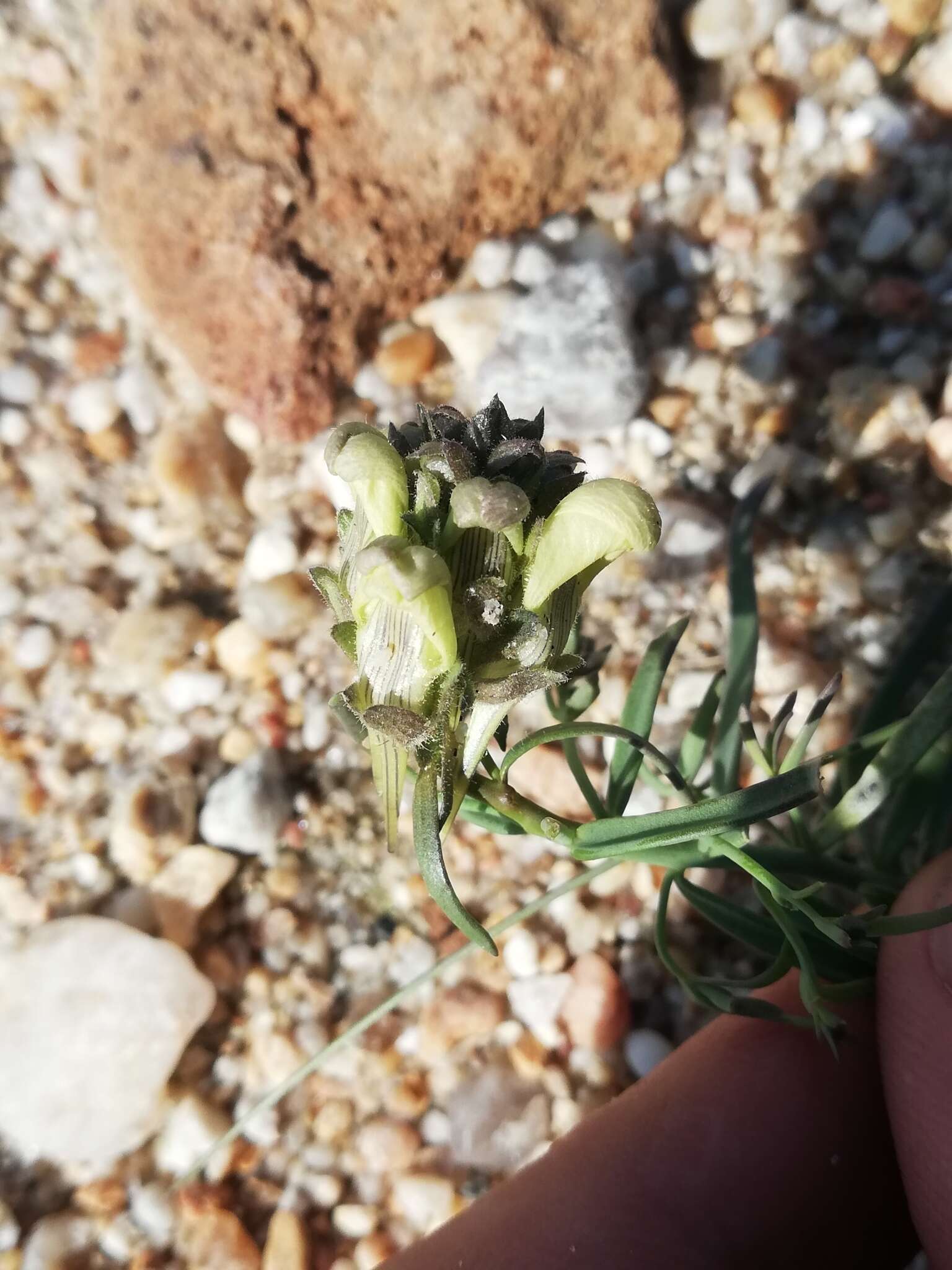 Plancia ëd Linaria buriatica Turcz.