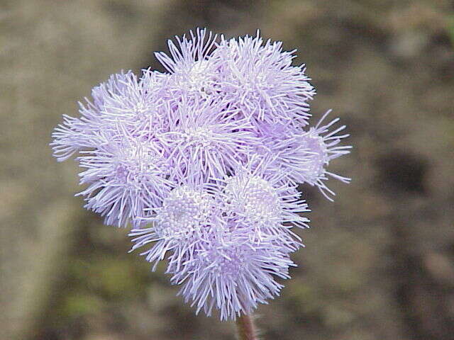 Imagem de Ageratum houstonianum Mill.