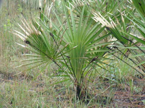 Image of serenoa