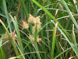 Image of Cyperus latifolius Poir.