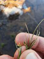 Слика од Isolepis crassiuscula Hook. fil.