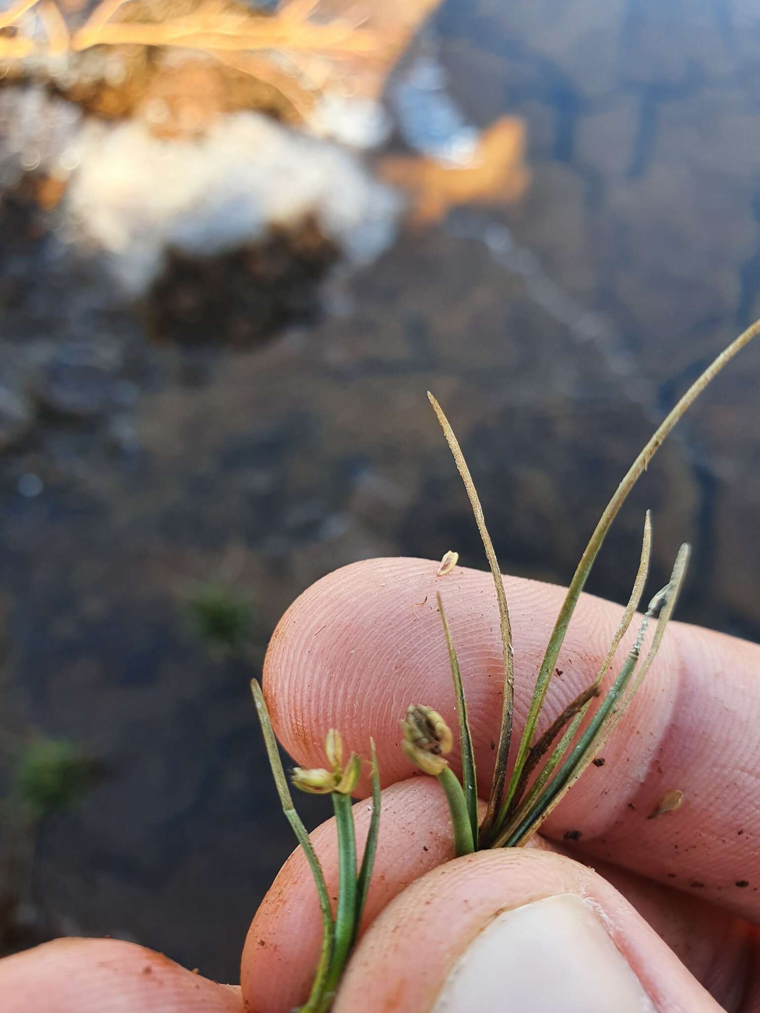 Слика од Isolepis crassiuscula Hook. fil.