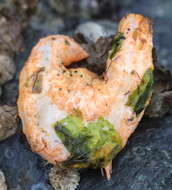 Image of pseudo-white sea cucumber