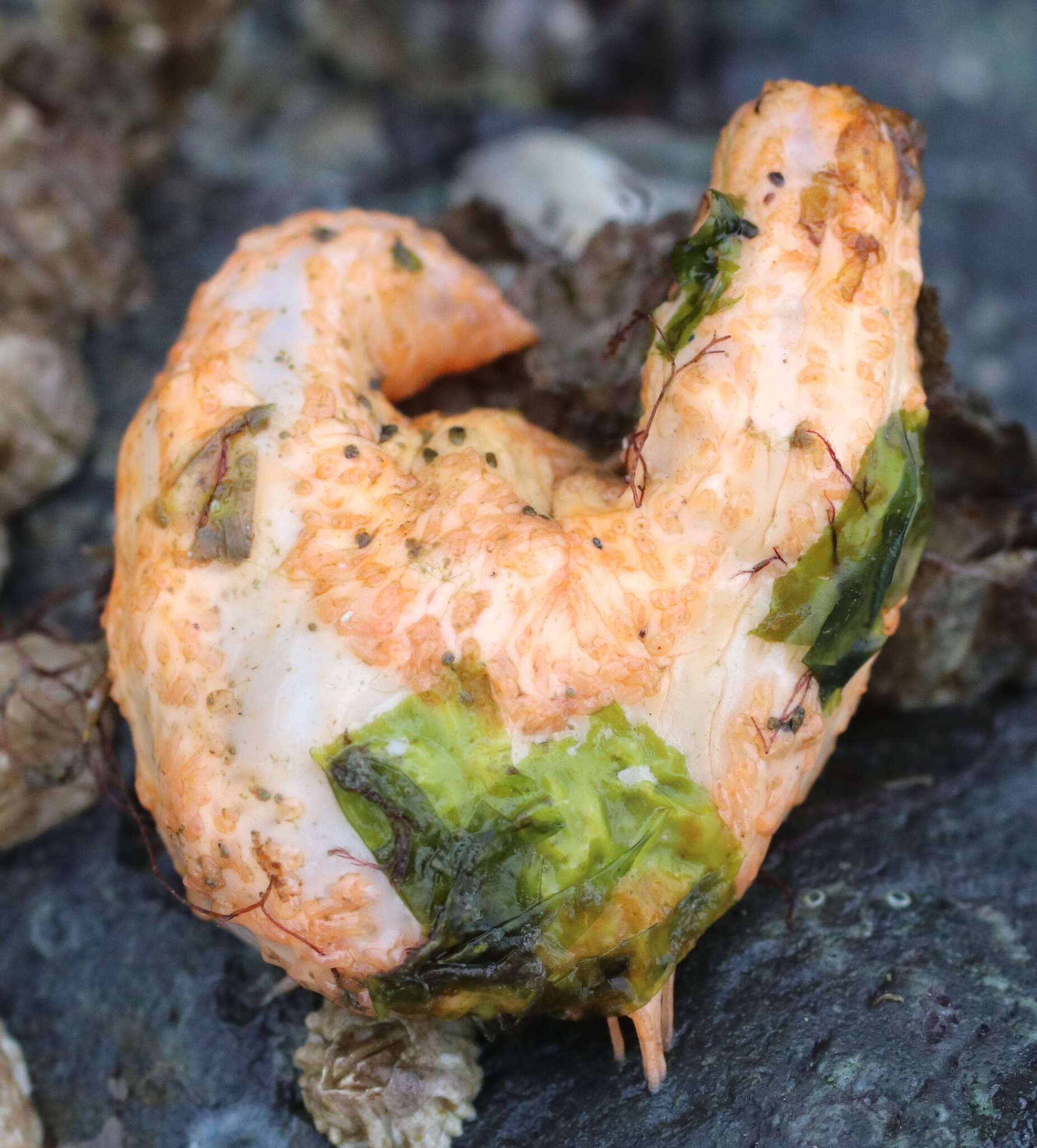 Image of pseudo-white sea cucumber