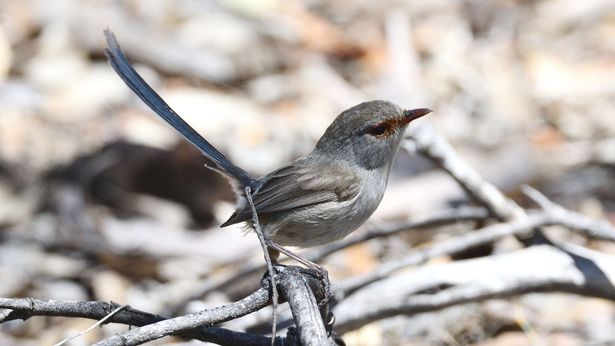 Image of Blue-breasted Fairy-wren