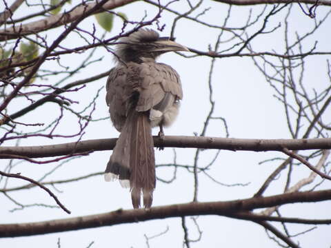 Image of Indian Grey Hornbill