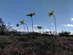 Image of California tickseed