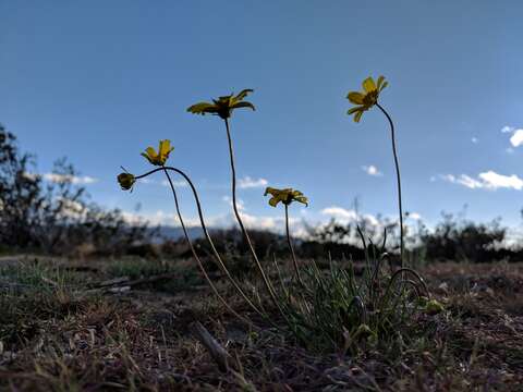 Imagem de Coreopsis californica (Nutt.) H. K. Sharsmith