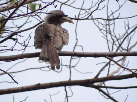 Image of Indian Grey Hornbill