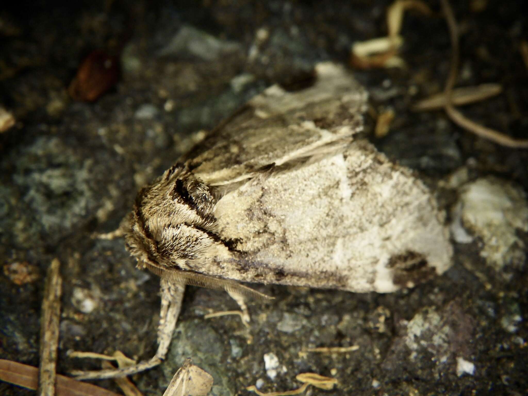 Слика од Drymonia japonica Wileman 1911