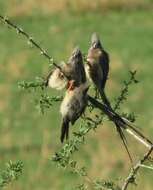 Image of White-backed Mousebird