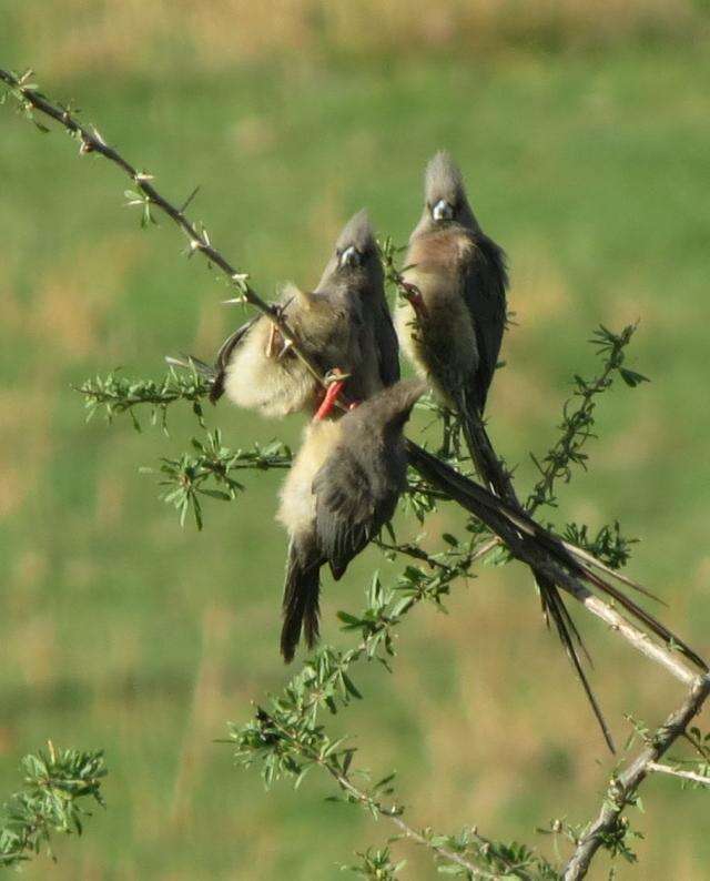 Image of White-backed Mousebird