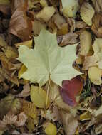 Image of Norway Maple