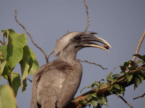 Image of Indian Grey Hornbill