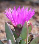 Image of Carpobrotus aequilaterus (Haw.) N. E. Br.