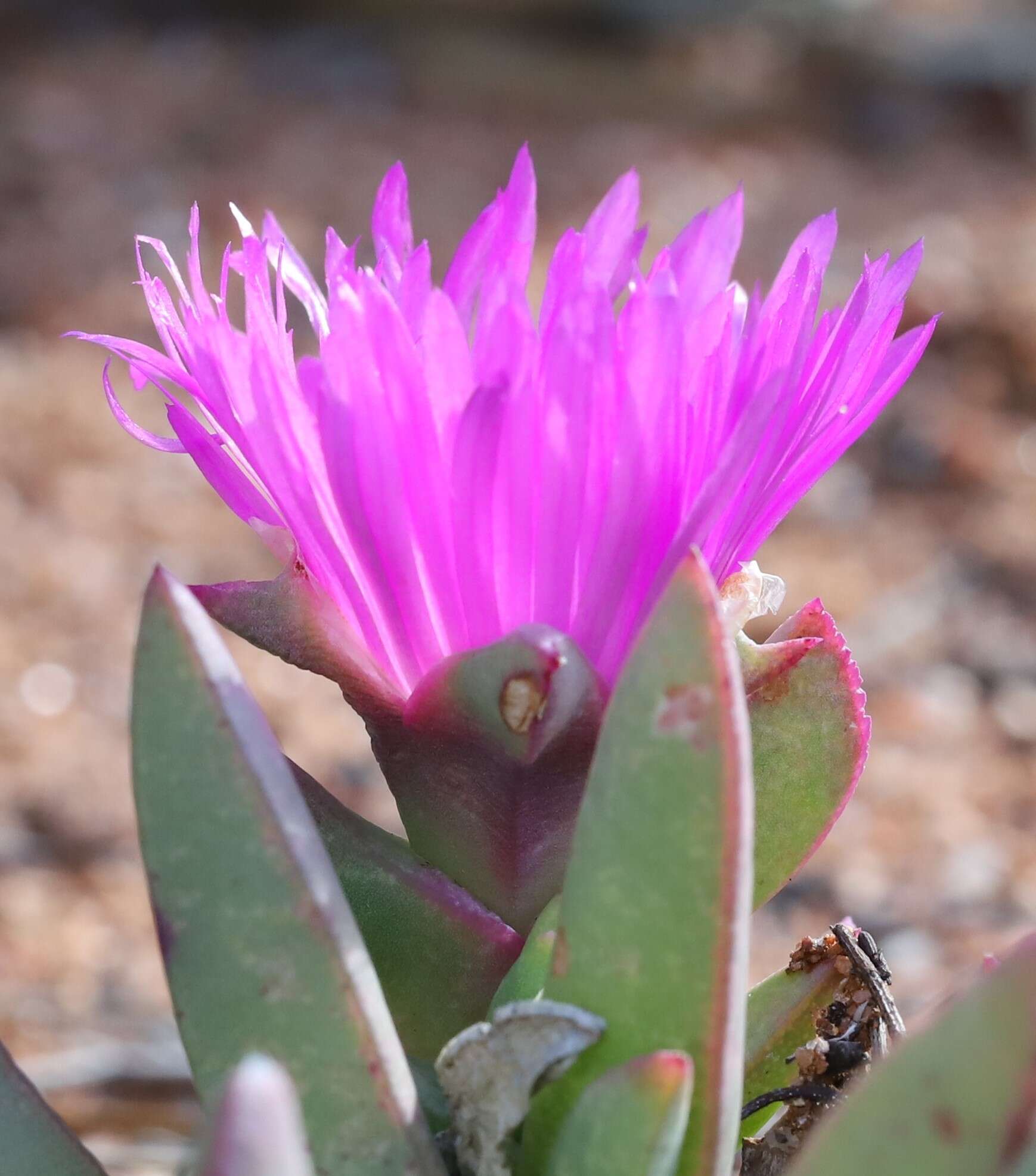 Imagem de Carpobrotus aequilaterus (Haw.) N. E. Br.