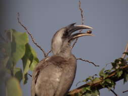 Image of Indian Grey Hornbill