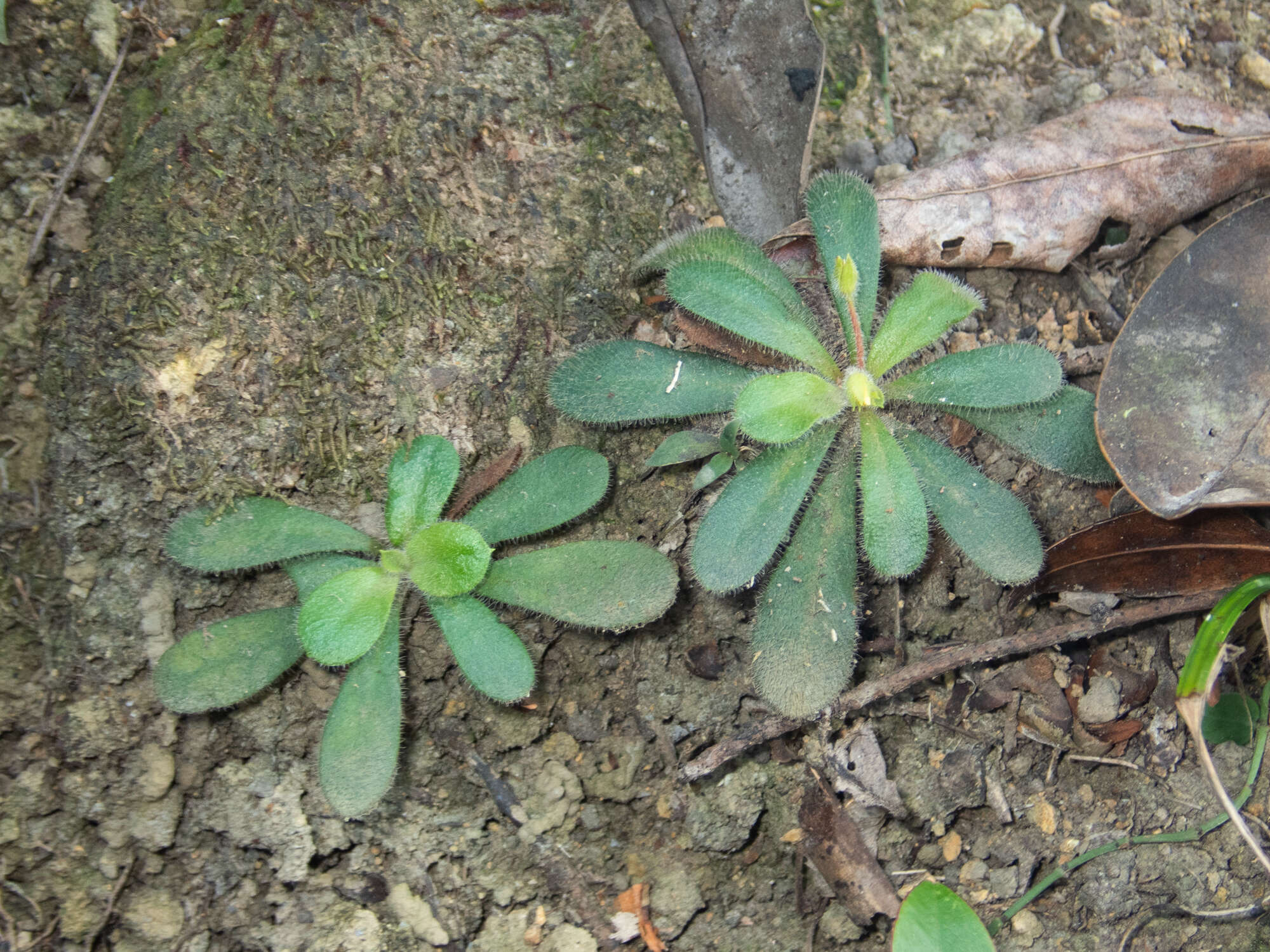 Lysimachia alpestris Champ. ex Benth. resmi