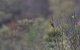 Image of Crested Finchbill