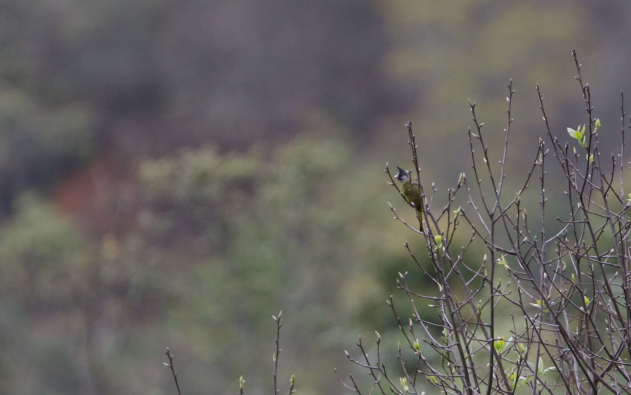 Image of Crested Finchbill