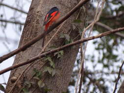 Image of Long-tailed Minivet