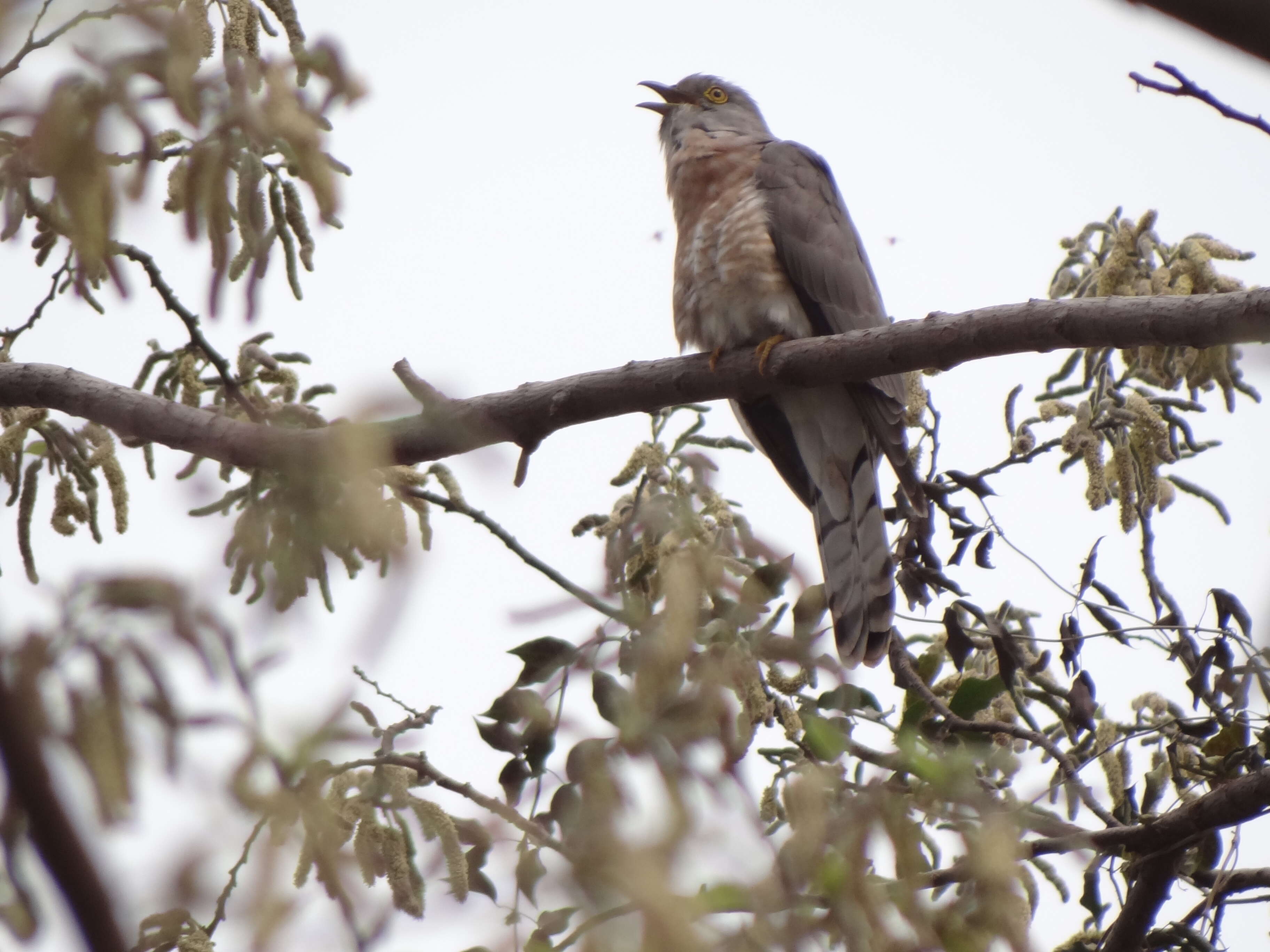 Image of Common Hawk Cuckoo