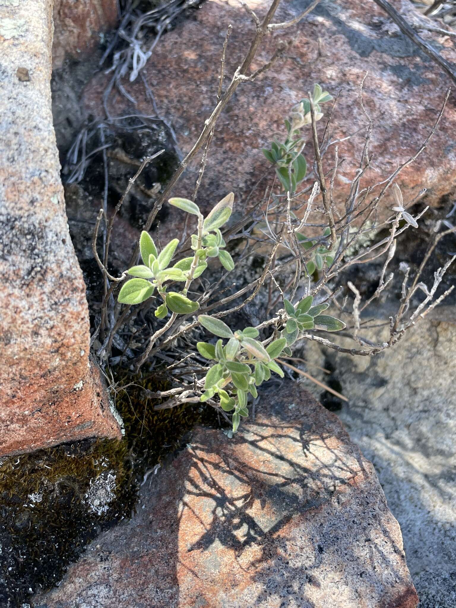 Image of feltleaf monardella