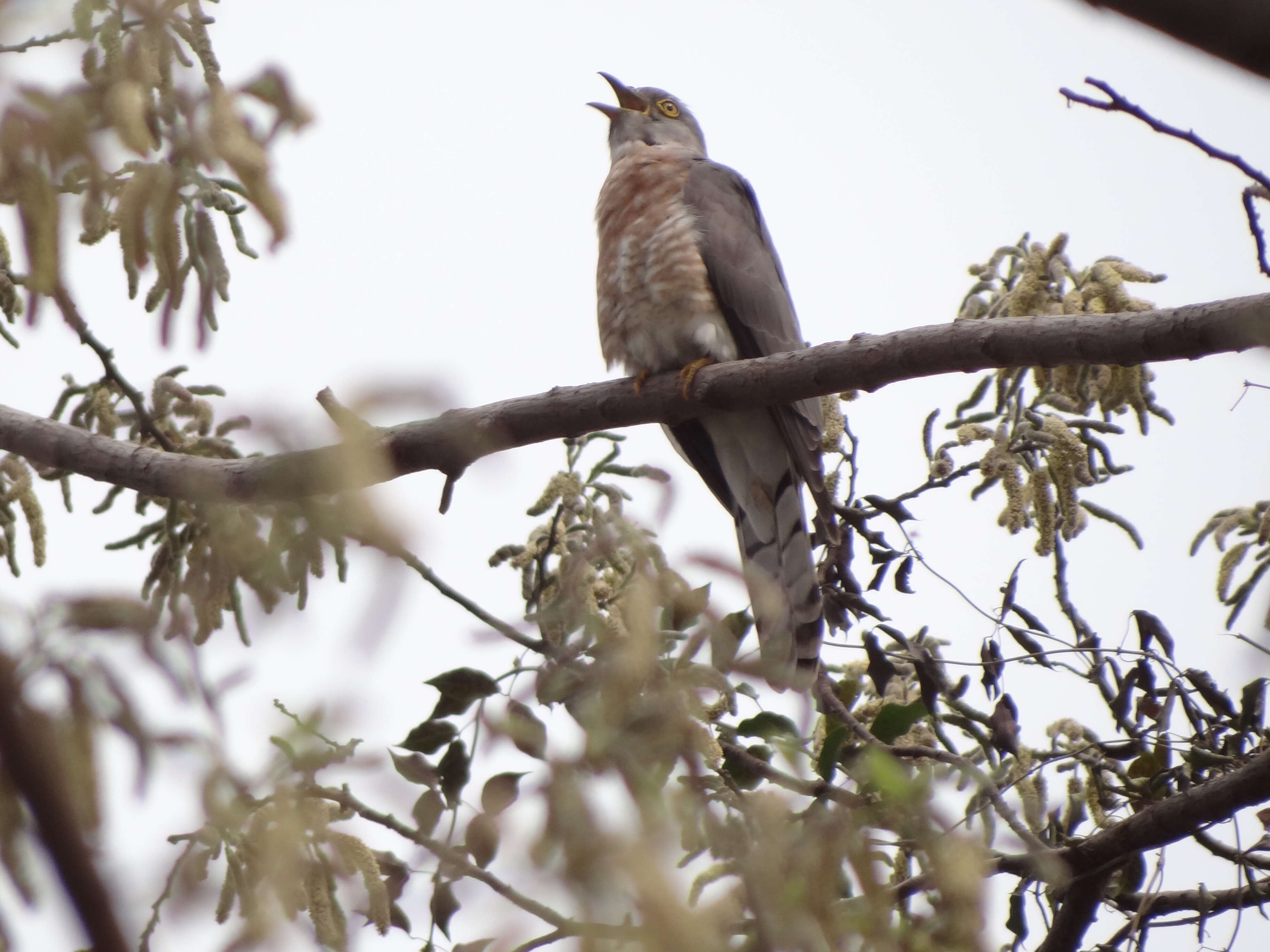 Image of Common Hawk Cuckoo