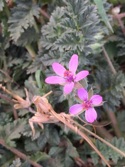 Image of Common Stork's-bill